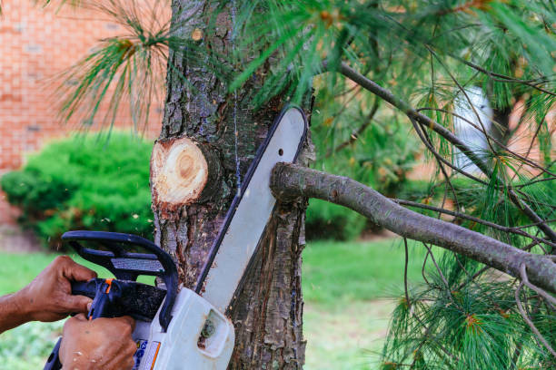 Best Tree Trimming Near Me  in Tignall, GA